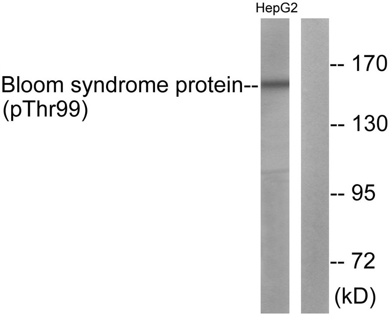 Anti-Phospho-BLM (Thr99) Polyclonal Antibody 2