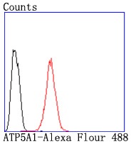 Anti-ATP5A1 Antibody (7X811)