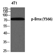Anti-Phospho-Bmx (Tyr566) Polyclonal Antibody 2