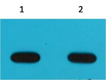 Anti-Avi Tag Antibody (3Q996)