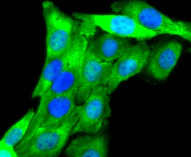 Anti-AURKA Antibody (1Y815)