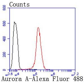 Anti-AURKA Antibody (1Y815)