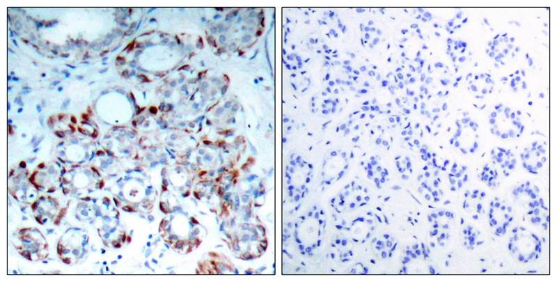 Anti-Phospho-Bim (Ser69) Polyclonal Antibody