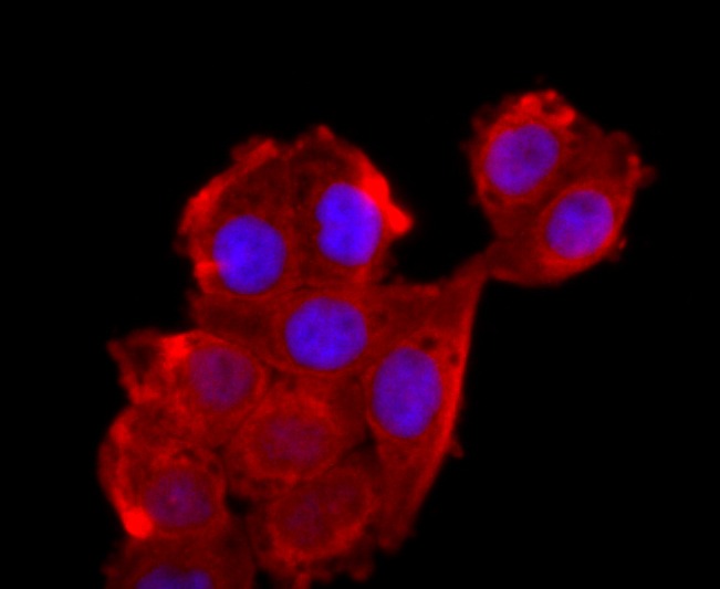 Anti-ATP5A1 Antibody (7X811)