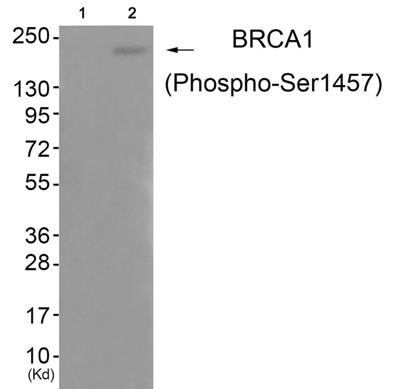 Anti-Phospho-BRCA1 (Ser1457) Polyclonal Antibody