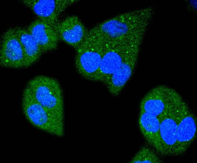 Anti-Bim Antibody (2H443)