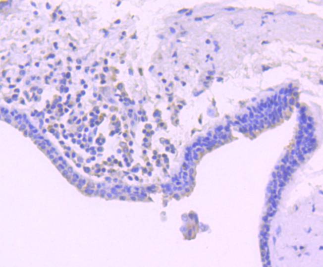Anti-Bim Antibody (2H443)