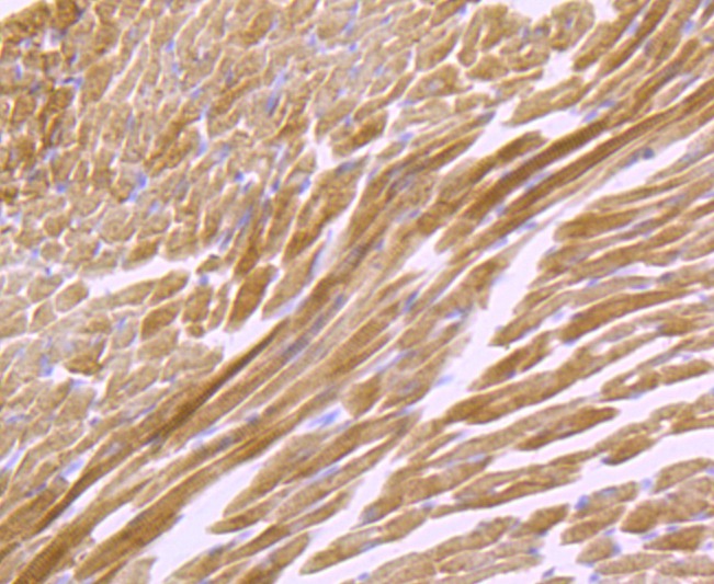 Anti-ATP5A1 Antibody (7X811)