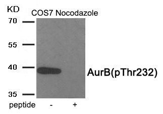 Anti-Phospho-AURKB (Thr232) Polyclonal Antibody