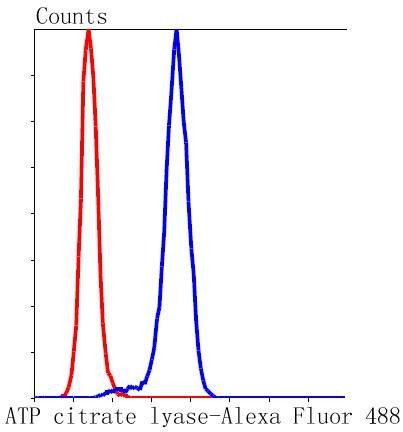 Anti-ATP citrate lyase/ACLY Antibody (8R855)
