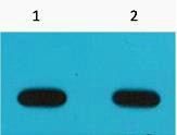 Anti-Avi Tag Antibody (1D540)