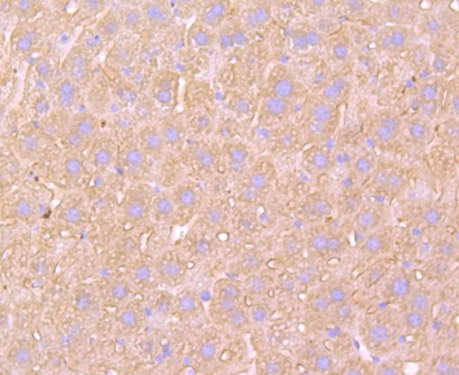 Anti-ATP5A1 Antibody (7X811)