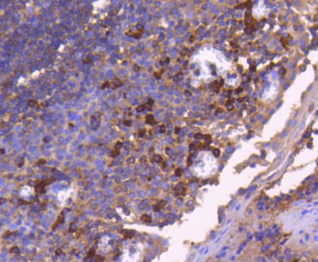 Anti-BAX Antibody (1J827)