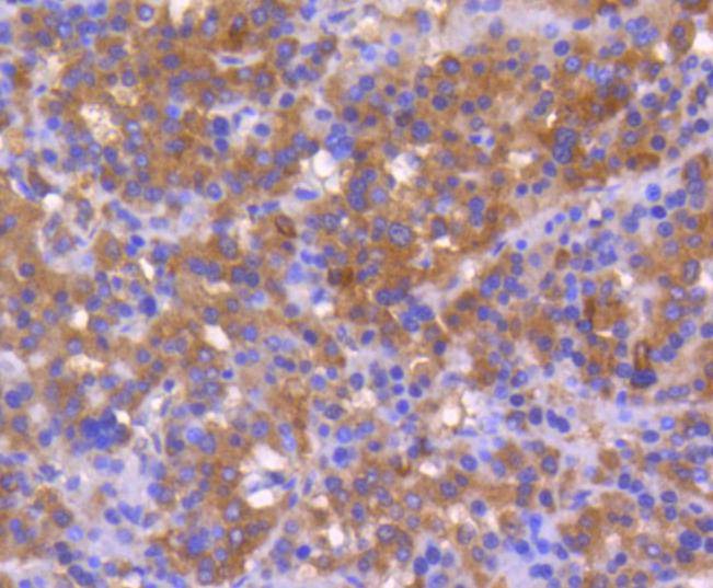 Anti-BAX Antibody (1J827)