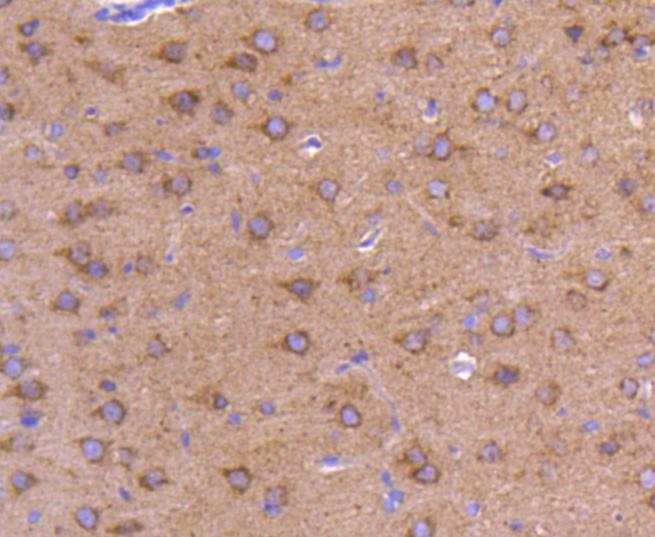 Anti-ATG9A Antibody (7P88)