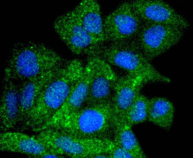 Anti-ATG9A Antibody (7P88)
