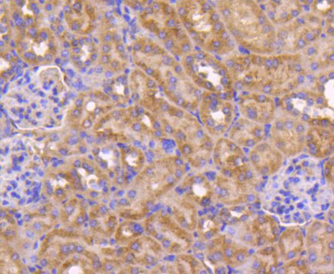 Anti-BAX Antibody (1J827)