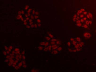Anti-CCDC111 Antibody (9Q490)