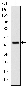 Anti-CBL Antibody (8B374)