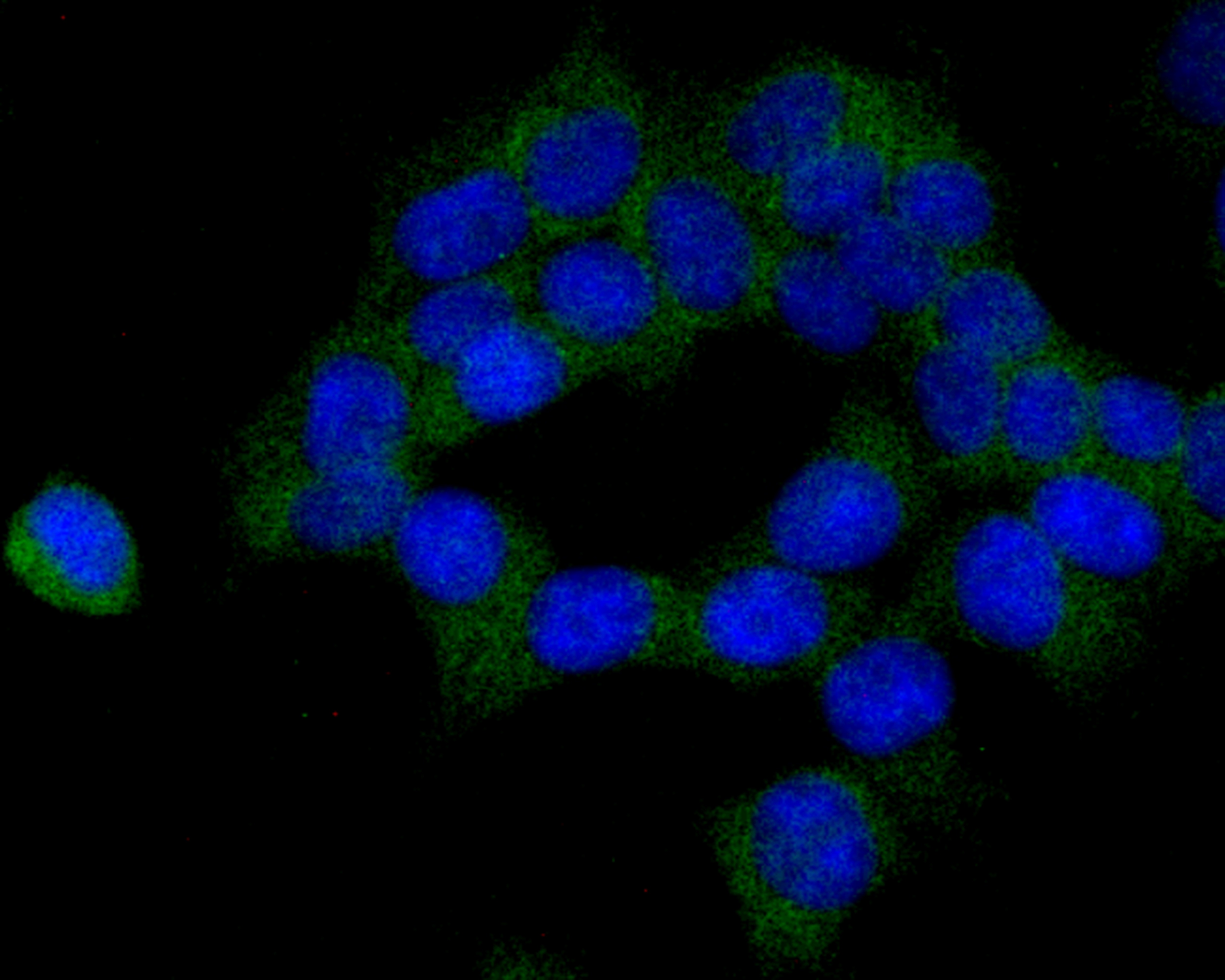 Anti-CBS Antibody (7N696)