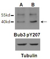 Anti-Phospho-BUB3 (Tyr207) Polyclonal Antibody