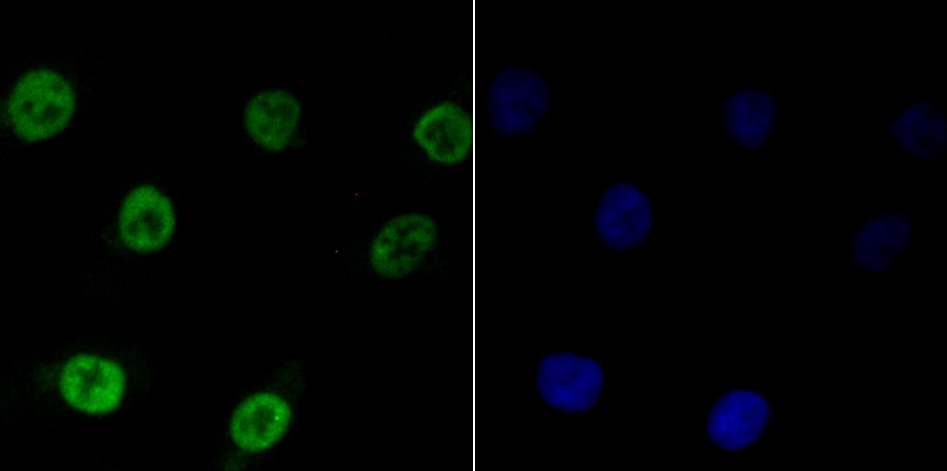 Anti-BUB3 Antibody (9N253)
