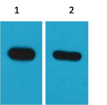 Anti-CREBBP Tag Antibody (4C535)