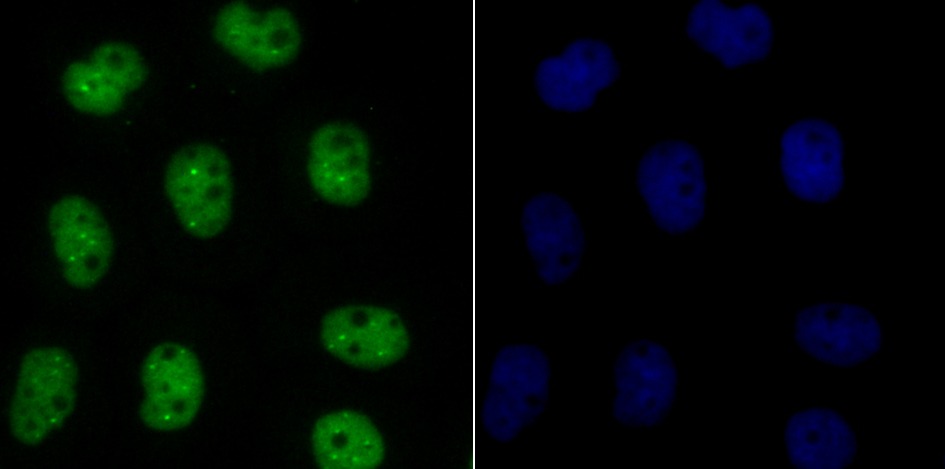 Anti-BUB3 Antibody (9N253)