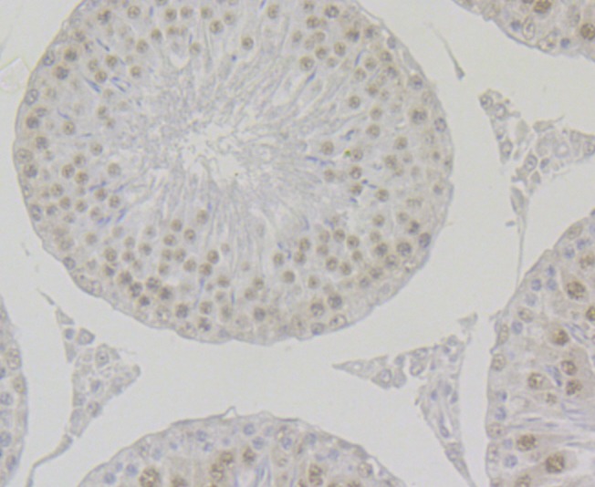 Anti-BUB3 Antibody (9N253)