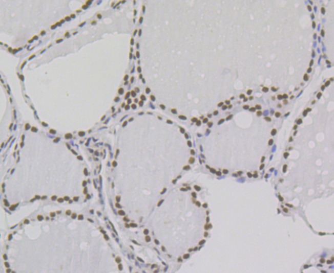 Anti-BUB3 Antibody (9N253)