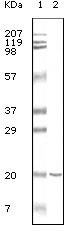Anti-CD19 Antibody (1C143)