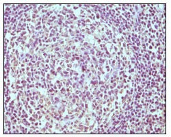 Anti-CD19 Antibody (1C143)