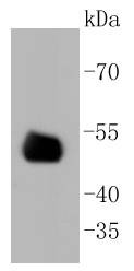 Anti-CD4 Antibody (2R601)