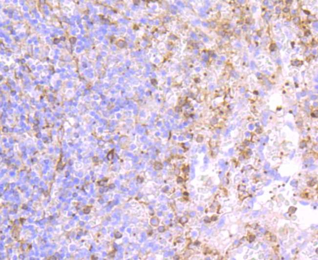 Anti-P-Selectin Antibody (3L556)