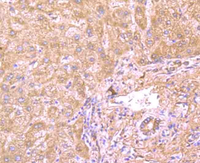 Anti-gp130/IL6ST Antibody (2B824)