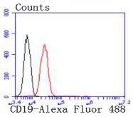 Anti-CD19 Antibody (4J582)
