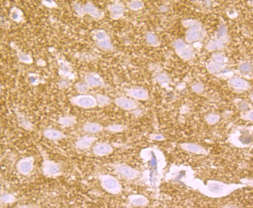 Anti-CD146/MCAM Antibody (6W862)