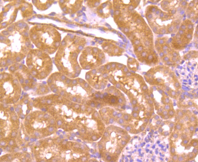 Anti-CD133/PROM1 Antibody (9Y940)