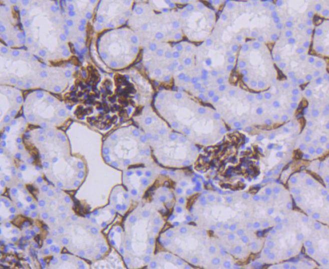 Anti-CD34 Antibody (9J835)