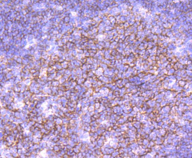 Anti-CD19 Antibody (5R664)