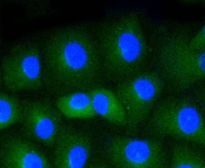 Anti-CD34 Antibody (9J835)