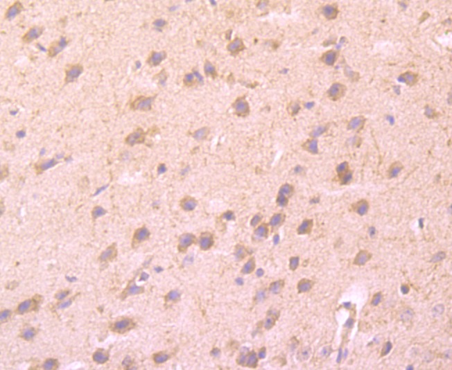 Anti-4-1BB/CD137/TNFRSF9 Antibody (9T808)