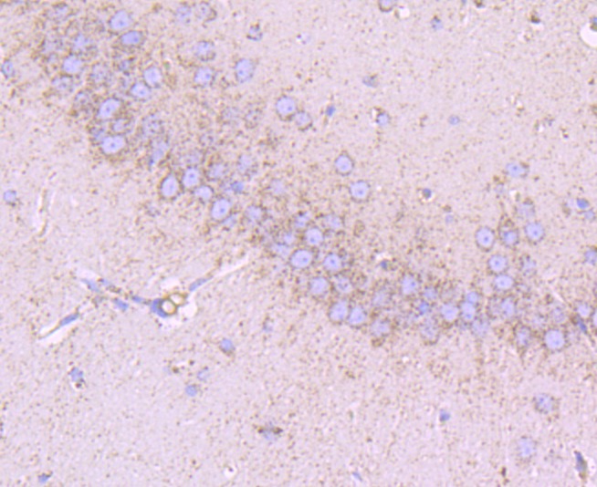 Anti-CD147 Antibody (7A20)
