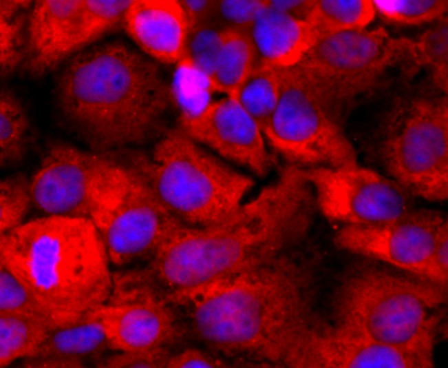 Anti-CD59 Antibody (2A586)