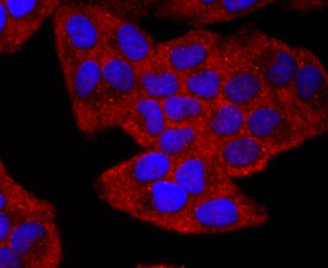 Anti-CD19 Antibody (5R664)