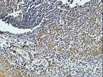Anti-CD4 Antibody (8H238)