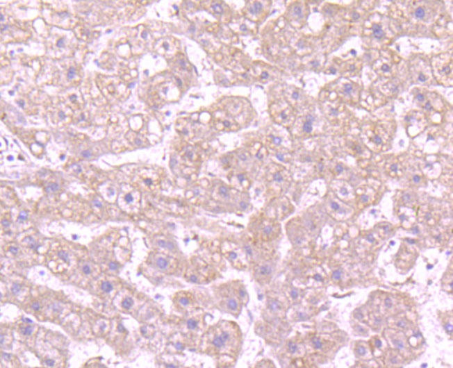 Anti-CD163 Antibody (3C775)