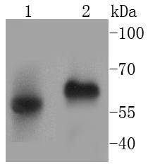 Anti-CD14 Antibody (7E908)