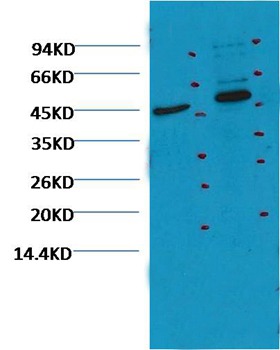 Anti-FCGR2A Antibody (9Y794)