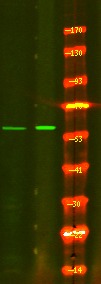 Anti-Phospho-CD19 (Tyr500) Polyclonal Antibody
